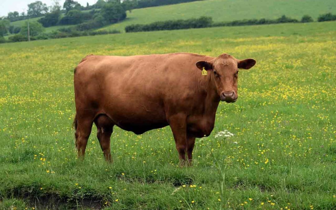 Denmark to become the first country in the world to tax cow fart