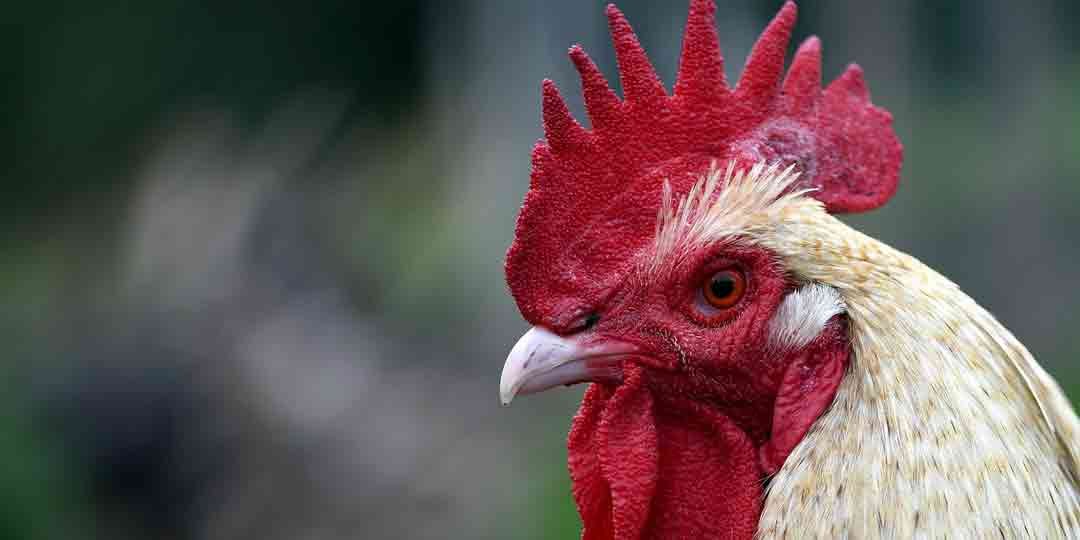 Woke Policies vs. Chickens: A Libertarian Facebook Saga